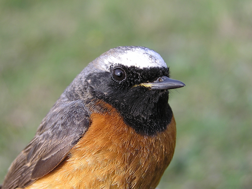 Common Redstart, Sundre 20080503